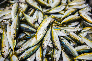 fish market abu dhabi, fish, market, fhish in ice, Shrims, seafo