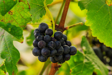  large bunches of red wine grapes hang from a vine, warm backgro
