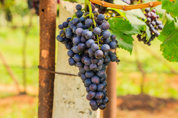  large bunches of red wine grapes hang from a vine, warm backgro