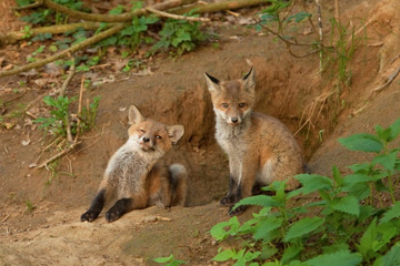 Naklejka na ściany i meble red fox, vulpes vulpes, Czech republic