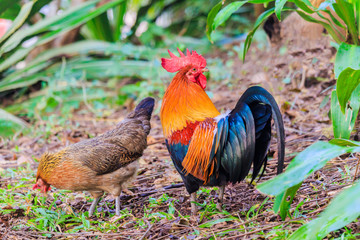 colorful rooster on green nature background