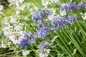 Agapanthus Campanulatus - beautiful flowers in Kew Gardens, London