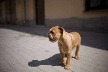 Griffon for a walk on a sunny day.