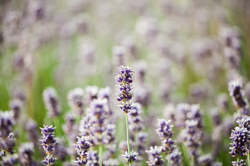 Beautiful, colorful lavender field