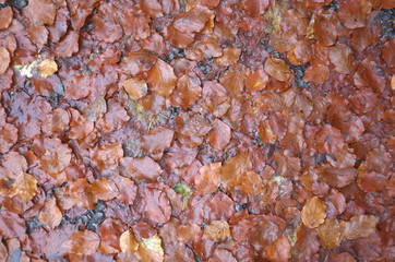 Wet brown leaves on  the floor as background