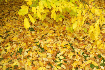 Yellow leaves fell on the floor and on the branch