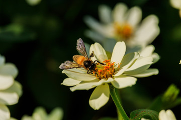 Closeup flower  bee swarm in the gar den