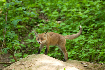 Naklejka na ściany i meble red fox, vulpes vulpes, Czech republic