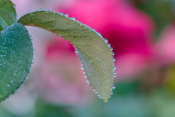 fresh roses in natural background in garden