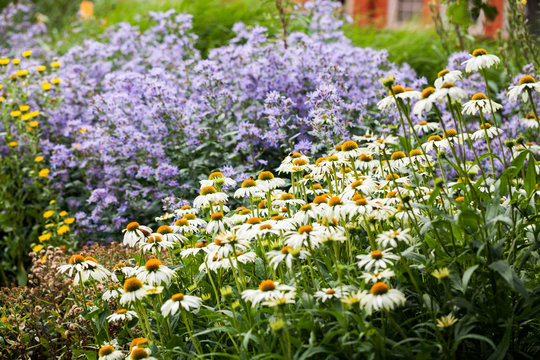 Echinacea purpurea (White Swan) - beautiful flowers with details
