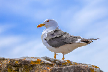 Close-up photograph of gull
