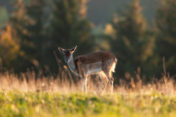 fallow deer, dama dama, czech republic