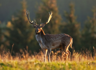 fallow deer, dama dama, czech republic