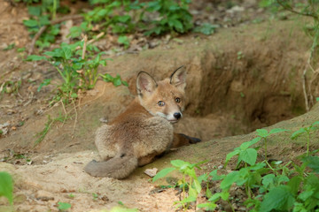red fox, vulpes vulpes, Czech republic