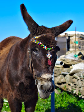 Big eared Greek donkey closeup..