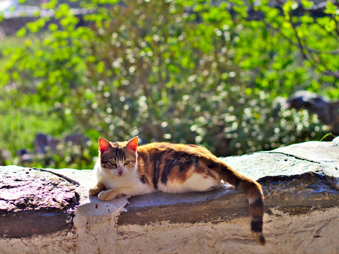 Lazy cat relaxing in sunlight on stone wall..