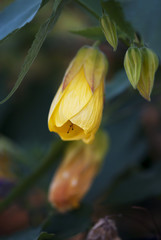 Yellow Flowering Maple Bud