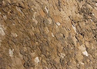 Tree Bark Texture
