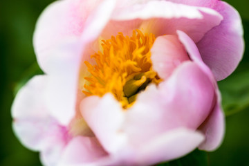 Pale pink peony flower