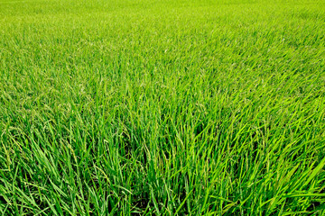Green rice field