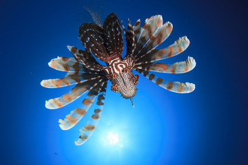 Lionfish fish underwater