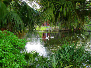 Park with trees and Spanish Moss in new Orleans in the Deep South of the USA