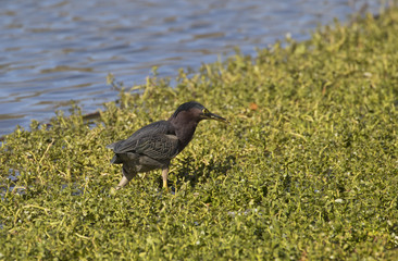 Fototapeta premium Green Heron walking away with a fish