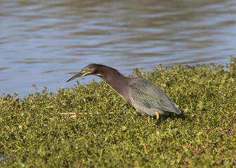Green Heron looking for some food