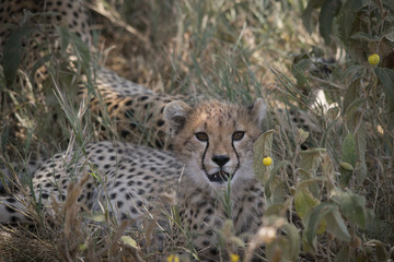 Cheetah Cub Portrait