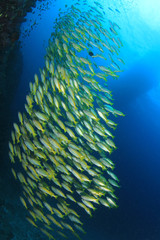 Naklejka na ściany i meble Fish school coral reef underwater sea ocean