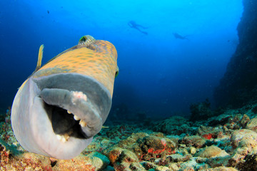 Fototapeta na wymiar Titan Triggerfish fish portrait scuba divers in background
