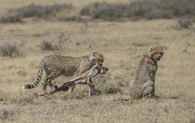 Cheetahs Hauling Eviscerated Gazelle Baby