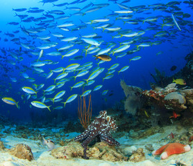 Fototapeta na wymiar Octopus and fish on coral reef