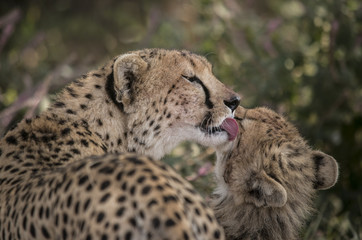 Mother Cheetah Washing Baby