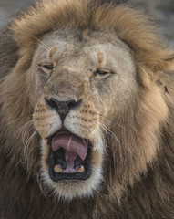 Lion Sneezing, Seregeti
