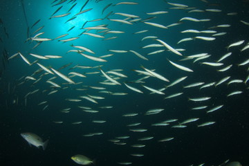 Fototapeta na wymiar Underwater fish - juvenile Barracudas