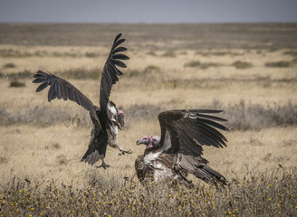 Vultures Fighting Over Kill, Serengeti