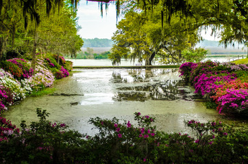 Magnolia Plantation & Gardens 6 © anwin