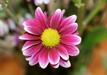 Obraz premium Pretty Purple Flower with Yellow Center