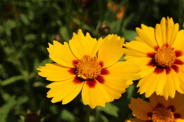 Yellow "Lance-leaved Coreopsis" flower (or Lanceleaf Tickseed, Sand Coreopsis) in St. Gallen, Switzerland. Its Latin name is Coreopsis Lanceolata, native to eastern North America.