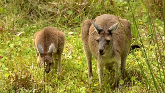 K&auml;ngurus, Mutter mit Joey beim fressen, Kangaroo, Wildlife, Australien