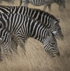 Fototapeta na wymiar Zebras Grazing, Ngorongoro Crater