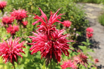 "Crimson Beebalm" flower (or Scarlet Beebalm, Scarlet Monarda, Oswego Tea, Bergamot) in St. Gallen, Switzerland. Its Latin name is Monarda Didyma, native to eastern North America.