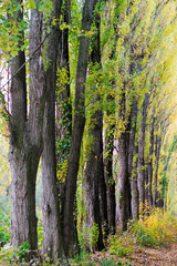 Alley of trees