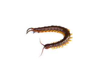 centipede on white background