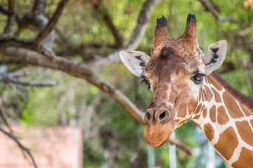 Giraffe Looking at Camera with Tree in Background