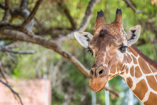 Giraffe Looking at Camera with Tree in Background
