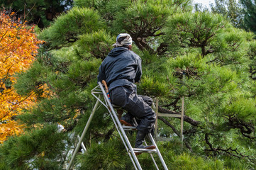 People working in a japanese garden