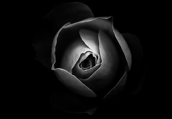 Abstrakte Rose mit schwarzem Hintergrund © joeycheung