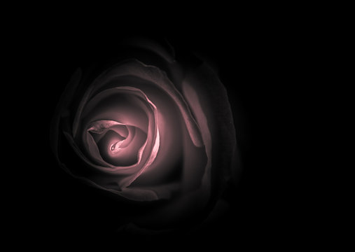 Abstract Rose with Black background